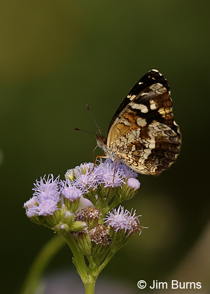 Pale-banded Crescent male underwing, Texas