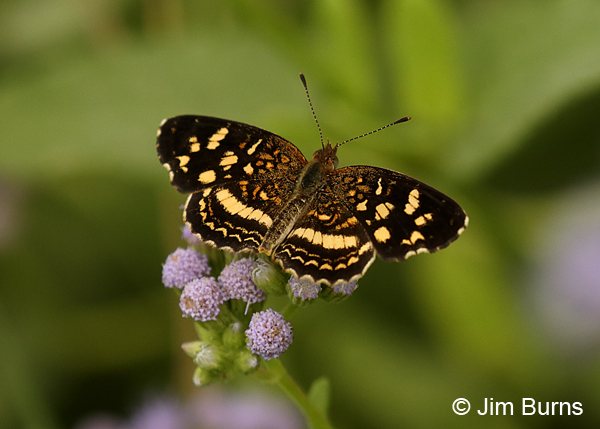 Pale-banded Crescent on Crucita, Texas