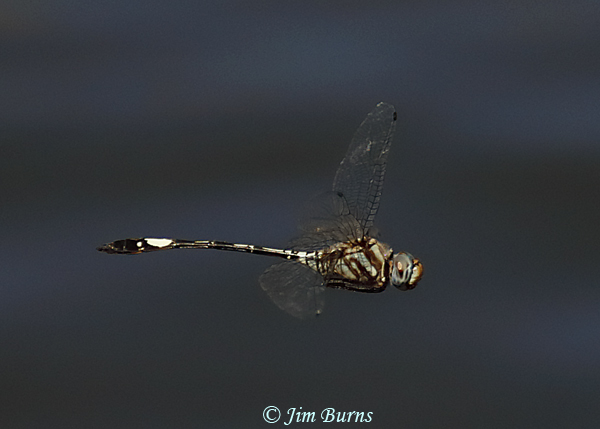 Pale-faced Clubskimmer male in flight, Maricopa Co., AZ, September 2019--6419