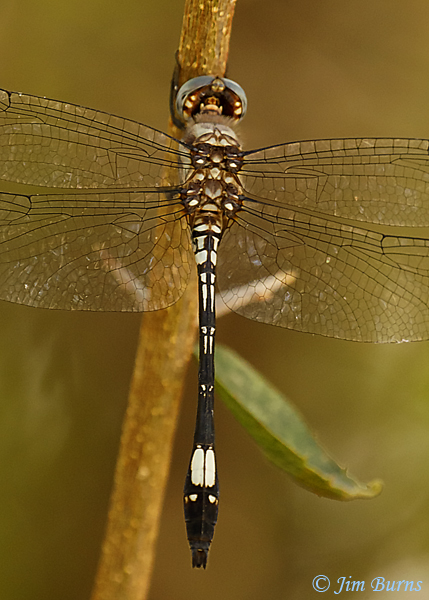 Pale-faced Clubskimmer male, Pinal Co., AZ, September 2019--6499