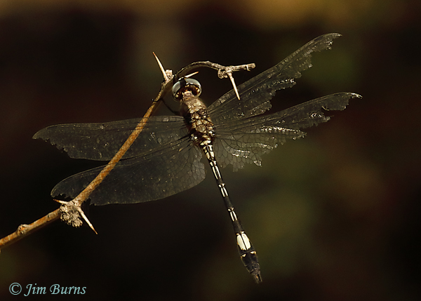Pale-faced Clubskimmer male, Pima Co., AZ, November 2020--9678