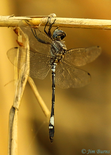 Pale-faced Clubskimmer male, Maricopa Co., AZ, September 2018--1054