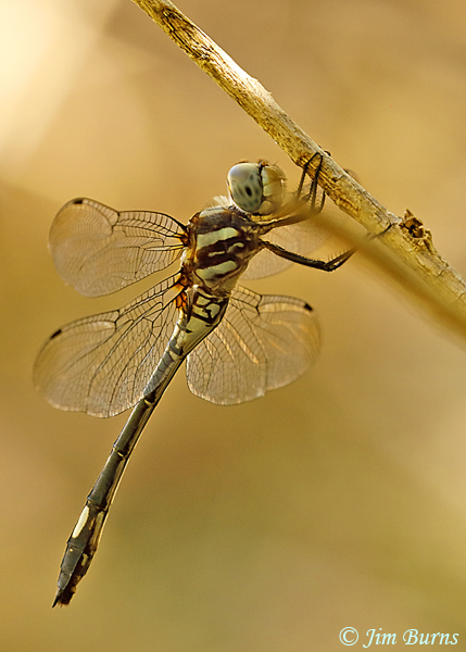 Pale-faced Clubskimmer female, Maricopa Co., AZ, September 2018--1082