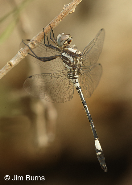 Pale-faced Clubskimmer male, Maricopa Co., AZ, July 2015