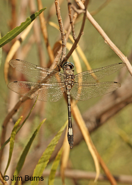 Pale-faced Clubskimmer male dorsal view, Graham Co., AZ, October 2011