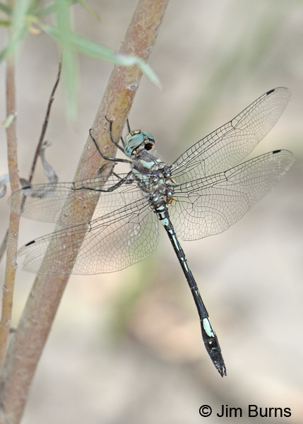 Pale-faced Clubskimmer male dorsolateral view, Graham Co., AZ, August 2012