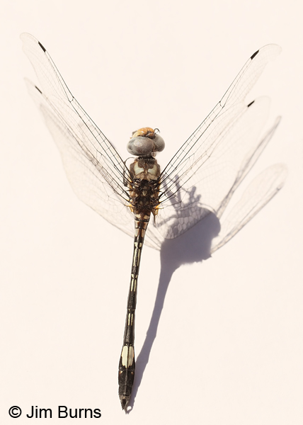Pale-faced Clubskimmer male road kill, Maricopa Co., AZ, September 2012