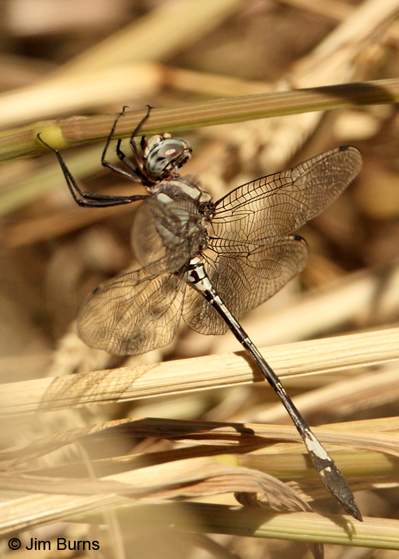 Pale-faced Clubskimmer male, dorsolateral view, Graham Co., AZ, October 2011