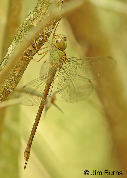 Pale-green Darner female, Cameron Co., TX, October 2014