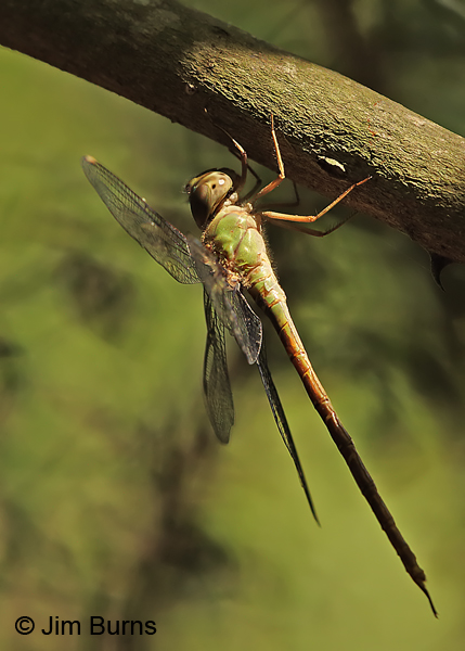 Pale-green Darner female in sunshaft, Cameron Co., TX, October 2014