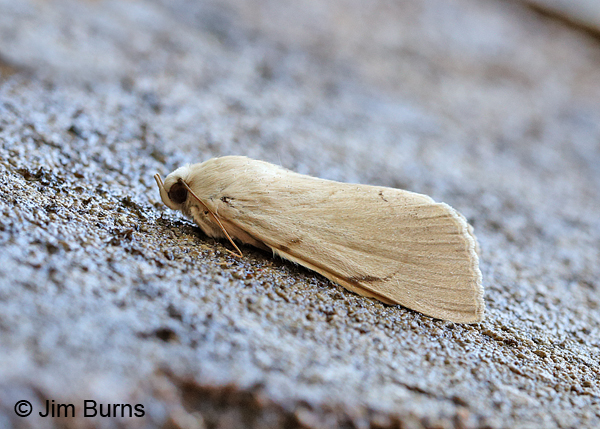 Palm Flower Moth, Arizona