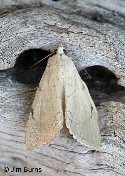 Palm Flower Moth on wood, Arizona