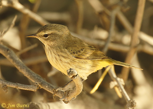 Palm Warbler showing yellow undertail coverts--7296