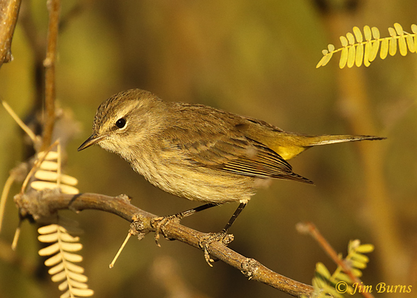 Palm Warbler (palmarum-western)--7565
