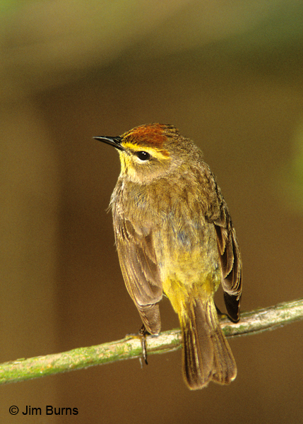 Palm Warbler dorsal view