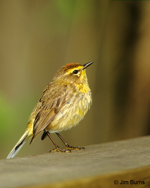 Palm Warbler (hypochrysea-yellow)