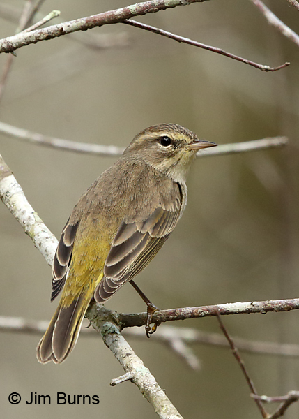 Palm Warbler winter dorsal view