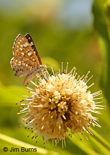 Palmer's Metalmark underwing, Arizona