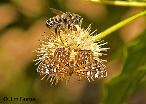 Palmer's Metalmark with bee, Arizona