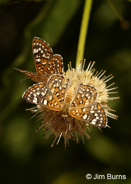 Palmer's Metalmarks, Arizona