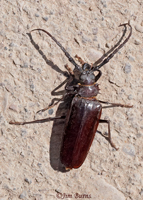 Palo Verde Beetle, New Mexico--0708