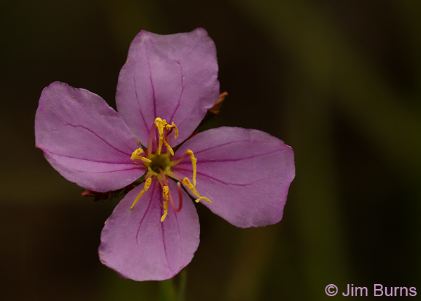 Panhandle Meadowbeauty, Florida--9421