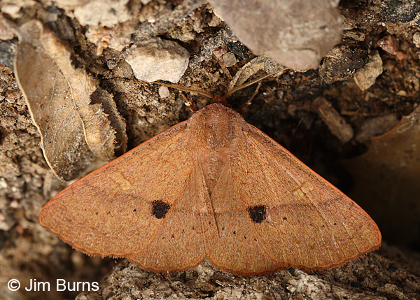 Panopoda rigida wingspread, Arizona