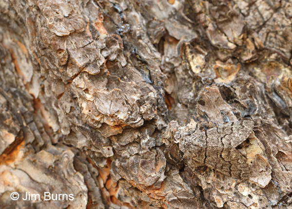 Panthea judyae on Ponderosa Pine, Arizona