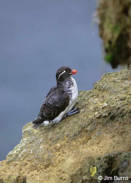 Parakeet Auklet