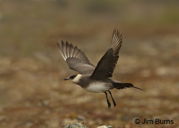 Parasitic Jaeger in flight across tundra