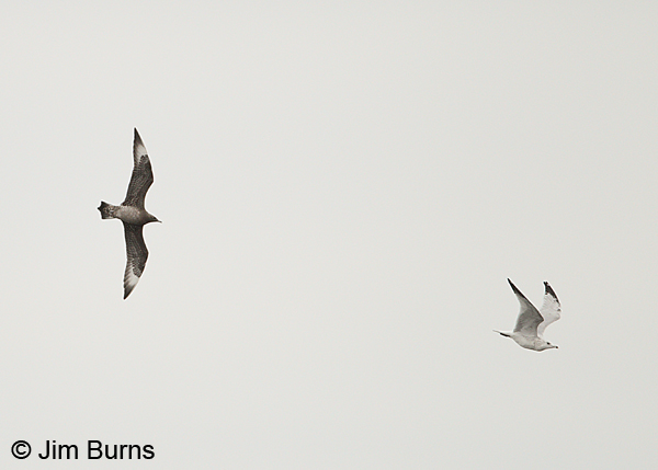 Parasitic Jaeger light morph juvenile chasing Ring-billed Gull