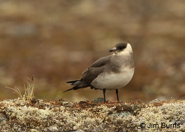 Parasitic Jaeger on tundra