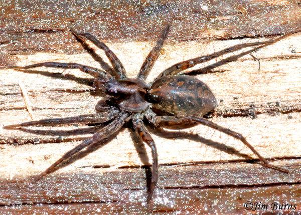 Pardosa bucklei, Arizona--4538
