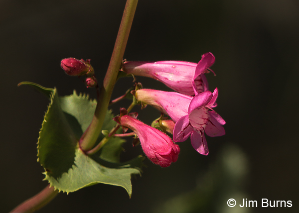 Parry's Penstemon, Arizona