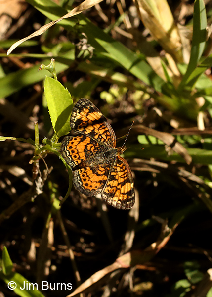 Pearl Crescent, Florida