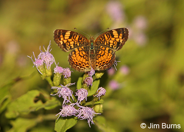 Pearl Crescent, Texas