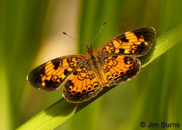 Pearl Crescent, Florida--9338