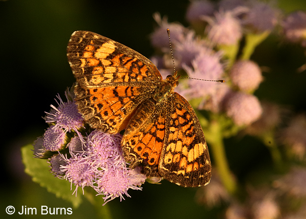 Pearl Crescent female, Texas
