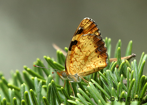 Pearl Crescent male underwing, Wisconsin