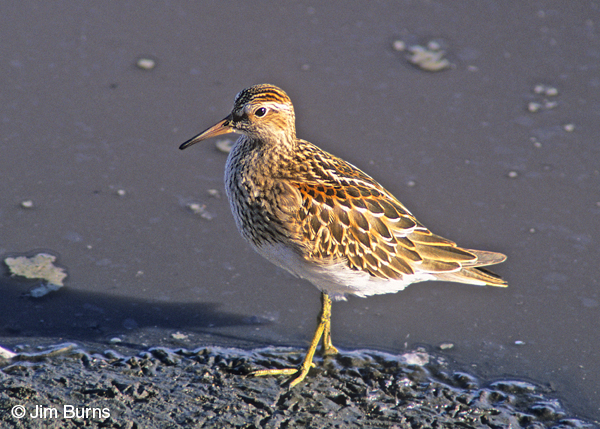 Pectoral Sandpiper juvenile plumage