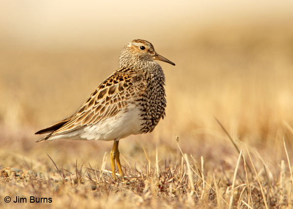 Pectoral Sandpiper male with inflated throat sac