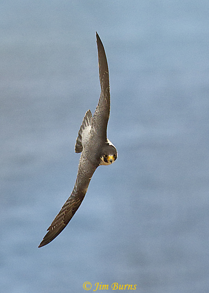 Peregrine Falcon aerobatics--4851