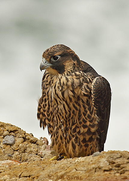 Peregrine Falcon fledgling five days out of nest still showing down feathers--4990