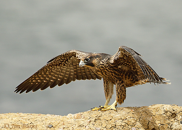 Peregrine Falcon fledgling practicing with wings--5019