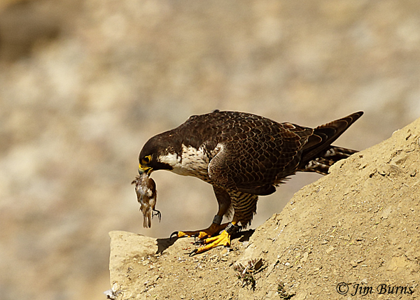 Peregrine Falcon female with Black Phoebe for fledgling--5384