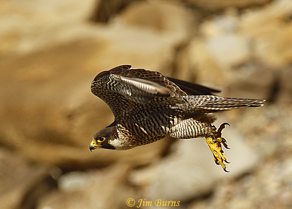 Peregrine Falcon in tucked up dive--5416