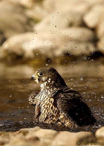 Peregrine-Falcon juvenile bathing--4644
