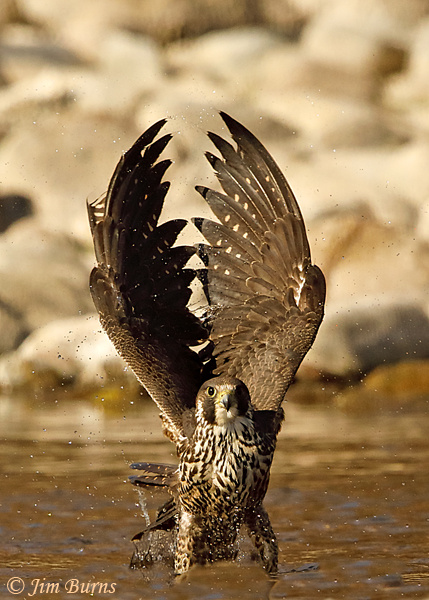 Peregrine Falcon juvenile bathing #2--4685