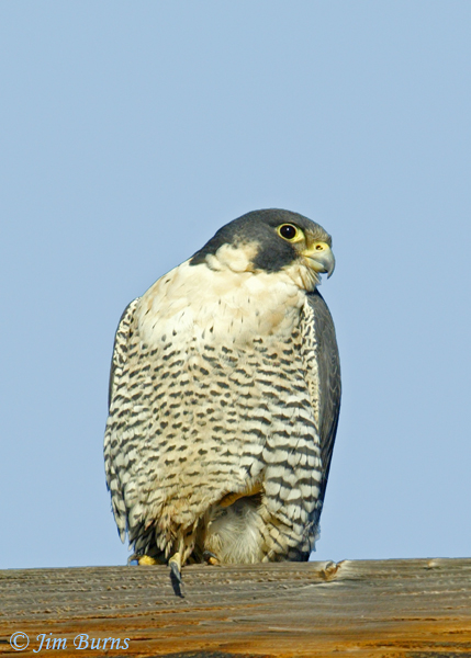 Peregrine Falcon adult male