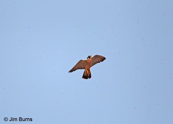 Peregrine Falcon juvenile flying with bees